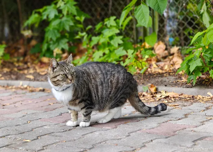 Gryfhaus - Pokój Bosmański Apartament Międzyzdroje